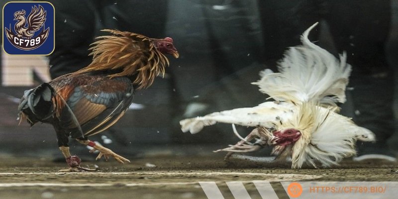 Tổng hợp những lưu ý khi tham gia chọi gà trực tuyến