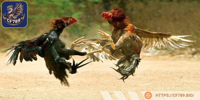 Quy luật tính điểm của sự kiện chọi gà 