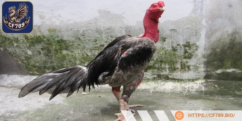 Cung cấp đầy đủ các vi chất còn thiếu cho cơ thể