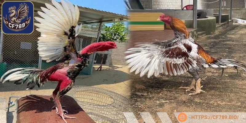 Tắm rửa sạch sẽ là bước cuối khi vào nghệ chiến kê người chơi cần biết
